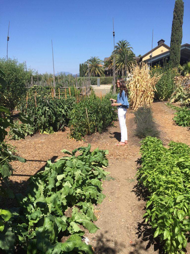 In the organic garden in Round Pond