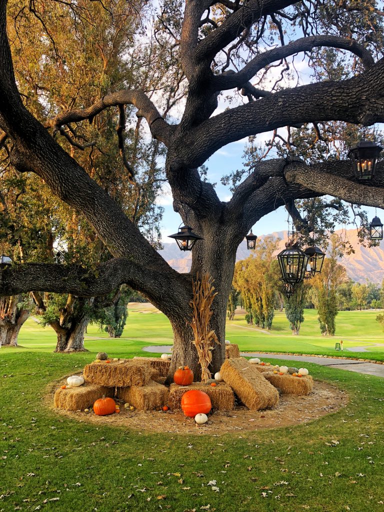 Travel Guide to Ojai: What to See + Do